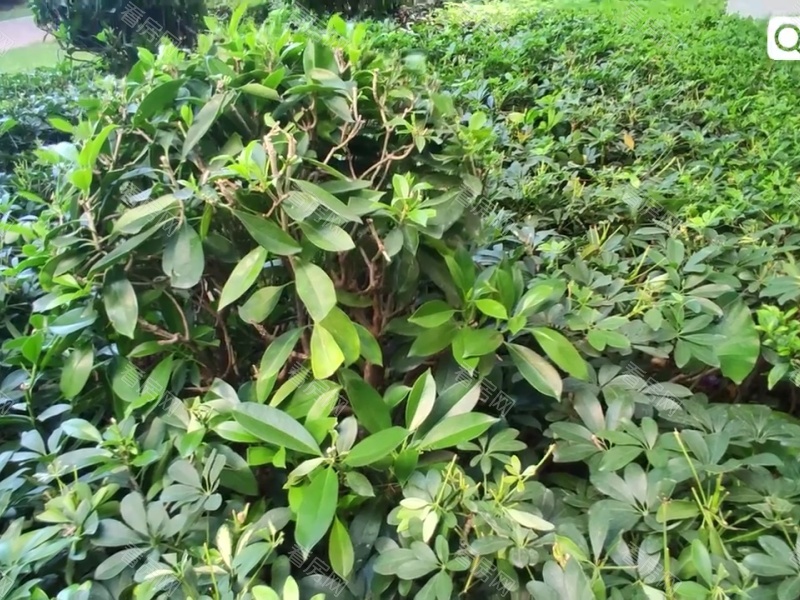 深圳怀德公元小区信息图片21